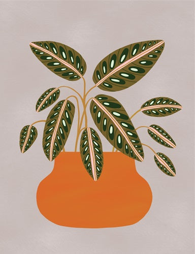 prayer plant drawing Red Prayer Plant